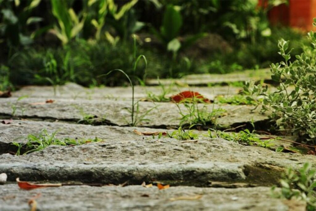 ЈЕДНОСТАВАН ТРИК: Ево како се лако можете ријештити корова у башти