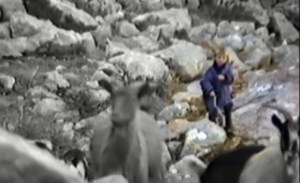 ISPLIVAO SNIMAK: Luka Modrić sa 5 godina čuva koze okružen gladnim vukovima (VIDEO)
