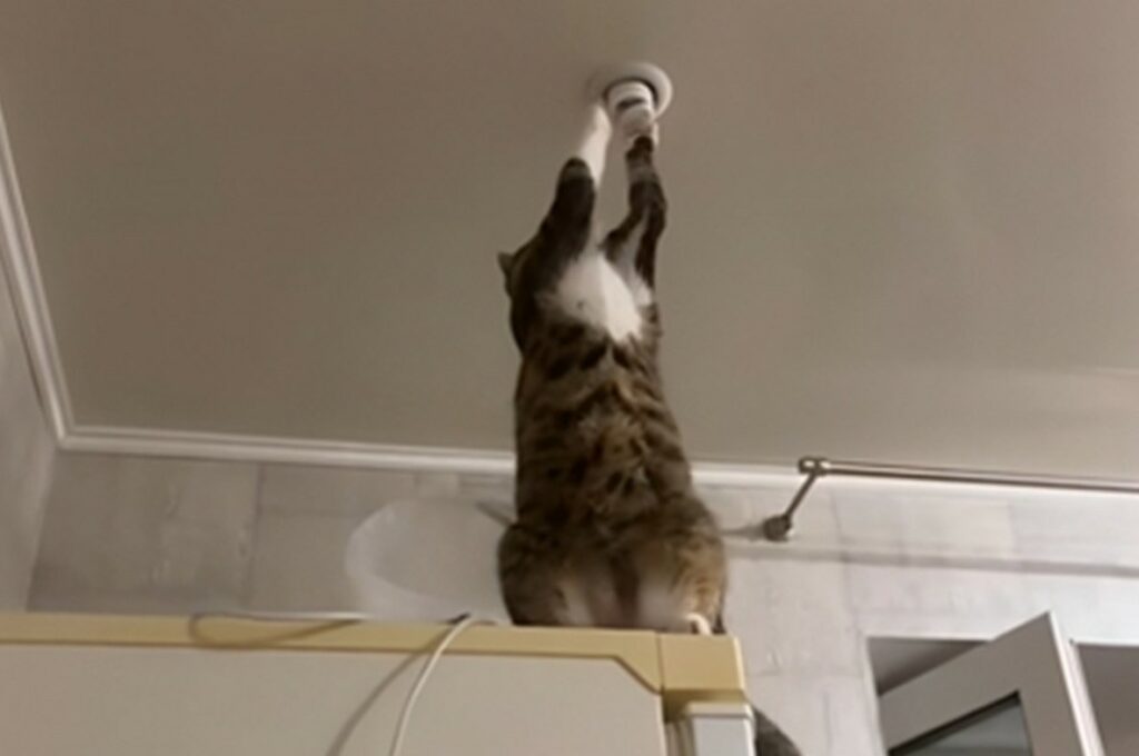 „SPOSOBNIJA OD MOG BIVŠEG“: Mačka „popravila“ sijalicu i nasmijala internet (VIDEO)