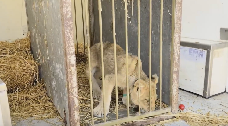 OTKAZUJU JOJ ORGANI: Mala lavica Kiki koja je pronađena u Subotici u lošem stanju (FOTO)