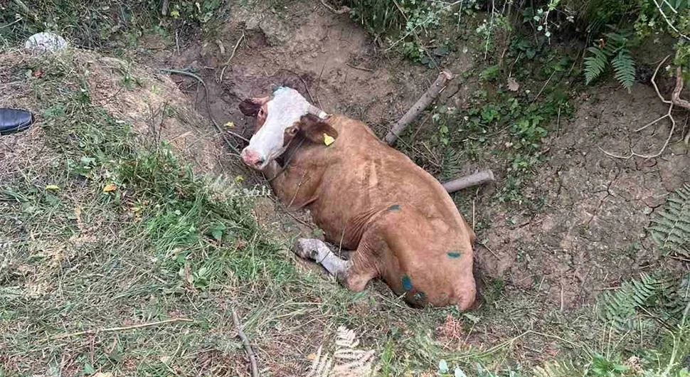 НЕСВАКИДАШЊА ИНТЕРВЕНЦИЈА: Бањалучки ватрогасци спашавали краву (ФОТО)