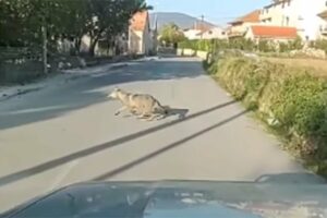 ZVJER HVARA DALMACIJOM: Vuk snimljen na cesti kod Sinja (VIDEO)