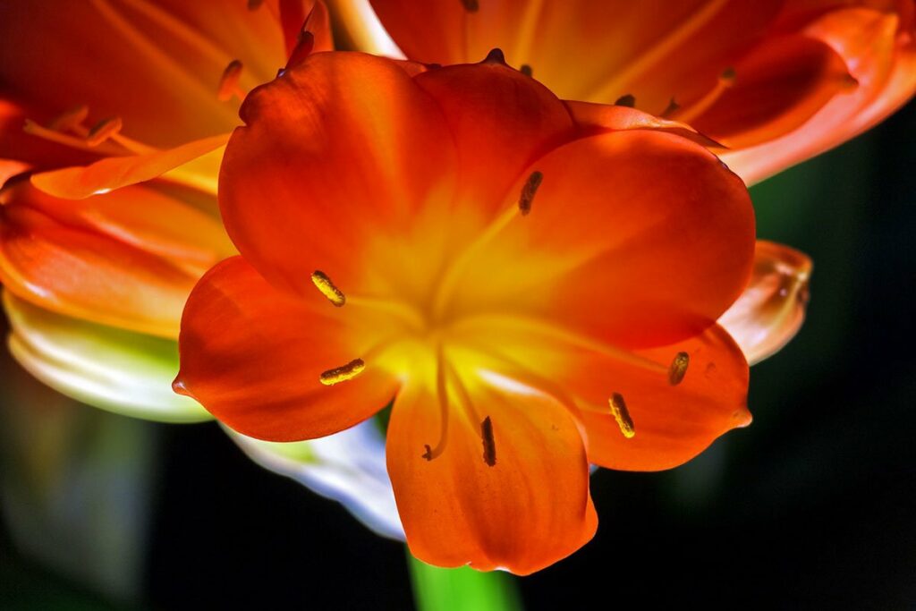 ZRAČI NEVJEROVATNOM ENERGIJOM: Unesite ovaj cvijet u kuću i u vaš dom stiže blagostanje