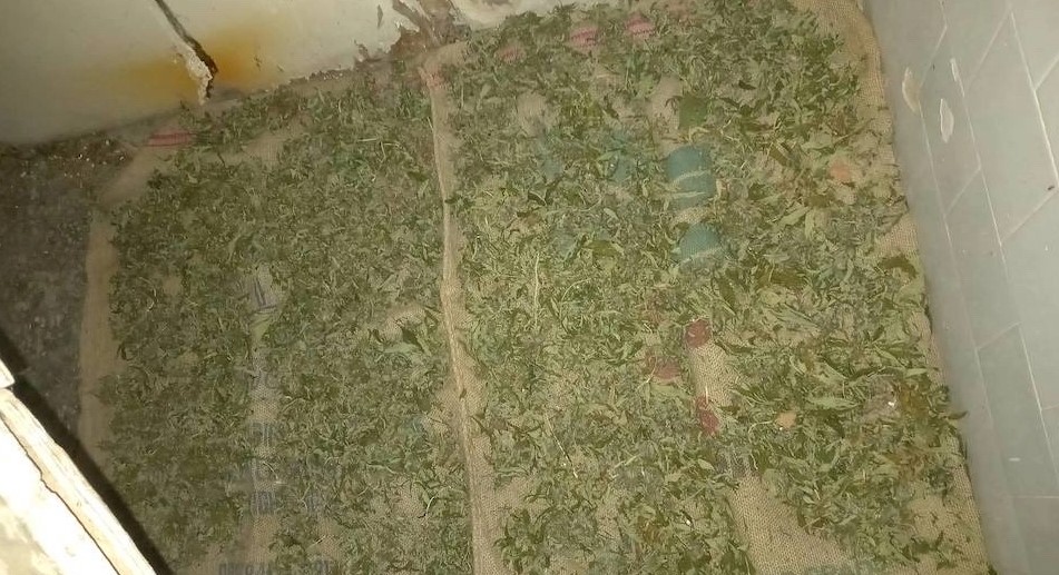 POLICIJA U AKCIJI „PLANTAŽA 2023“: Uz Savu sušio 1,2 kilograma marihuane