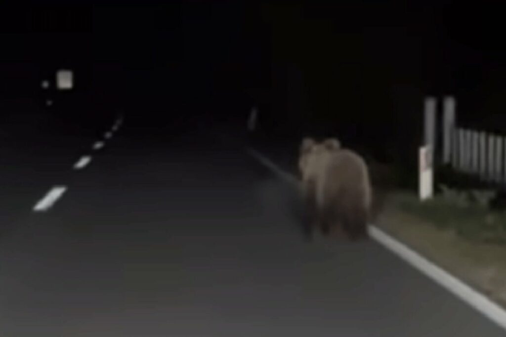 ЗАСТРАШУЈУЋИ ПРИЗОР: Медвјед прошетао магистралом