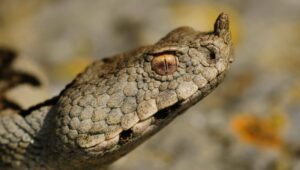 OKTOBARSKO SUNCE IZMAMILO POSKOKA: Profesor objasnio zbog čega su zmije sve češća pojava na ulicama