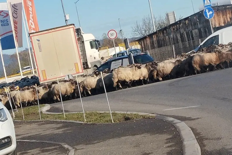 NESVAKIDAŠNJA SITUACIJA: Ovce zaustavile saobraćaj u Trnu