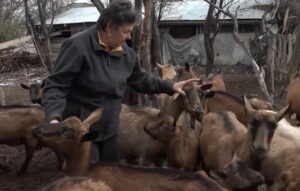 „НЕМАМ ОДМОР“: Јованка живи на селу, брине о својим козама и нема слободан дан