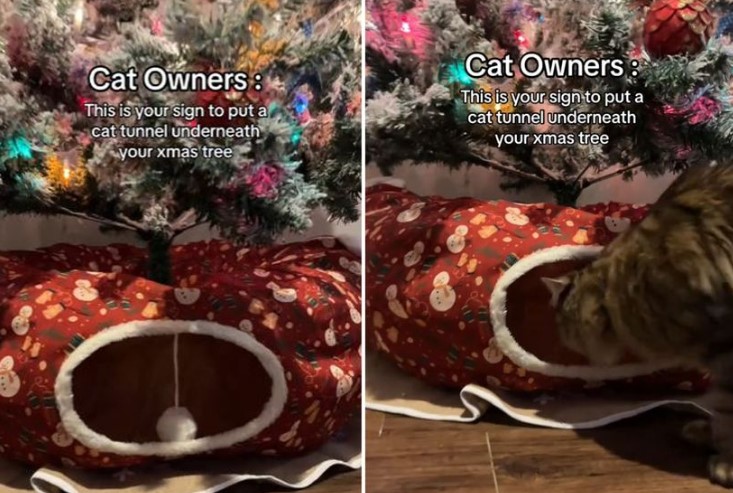 ГЕНИЈАЛАН „ИЗУМ“ Тиктокерка смислила необичан начин помоћу којег можете „зауставити“ мачку да скаче на новогодишњу јелку (ВИДЕО)