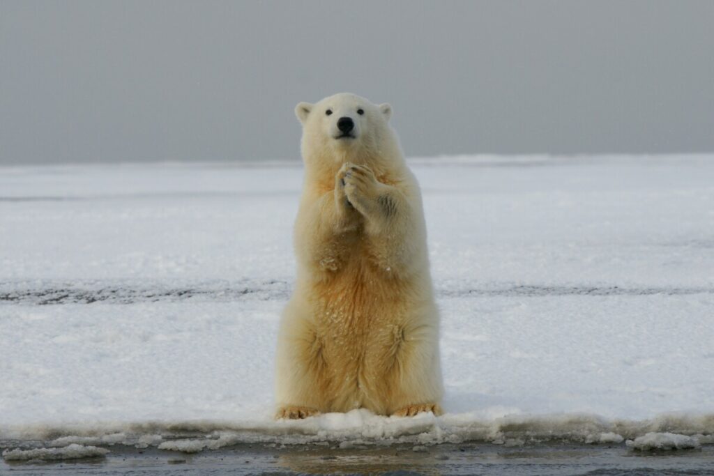 TOPI SE LED NA ARKTIKU: Polarni medvjedi u opasnosti