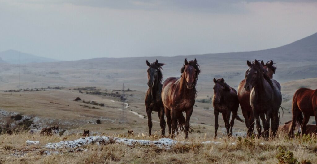 SMANJITE BRZINU! Oprez zbog divljih konja na kolovozu na području Livna