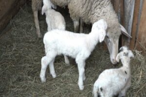 BIZARNA KRAĐA U KOTOR VAROŠU: Lopov ukrao dvije ovce i tri koze domaćinu