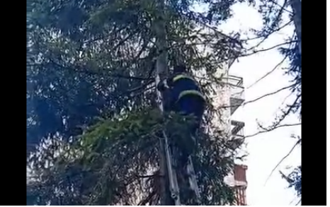 НЕСВАКИДАШЊА ИНТЕРВЕНЦИЈА: Бањалучки ватрогасци спасили мачку са дрвета (ВИДЕО)