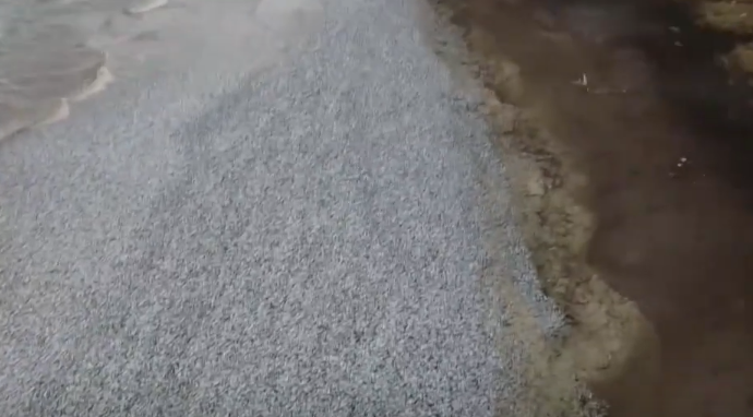 ЕКОЛОШКА КАТАСТРОФА У ЈАПАНУ: Море избацило хиљаде тона мртвих сардина (ВИДЕО)