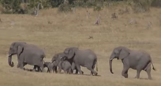 УЖАС У НАЦИОНАЛНОМ ПАРКУ: Слон напао и усмртио туристкињу из Америке