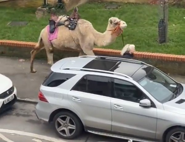 ИЗАЗВАЛА УРНЕБЕСНЕ РЕАКЦИЈЕ: Жена прошетала камилу на повоцу у Лондону (ВИДЕО)
