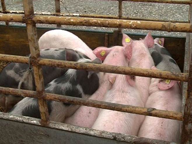 ЗАРАЗА ПОНОВО БУКНУЛА: Афричка куга свиња на фарми од скоро 1.000 животиња