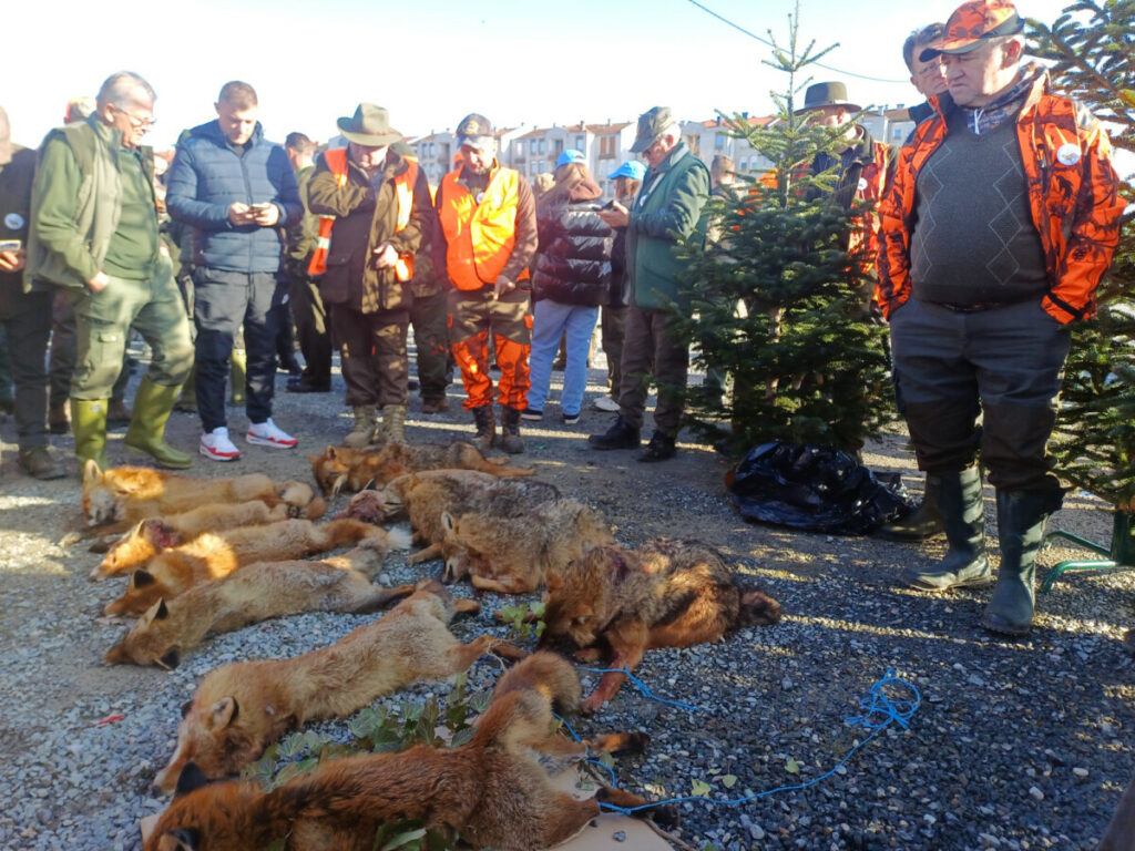 ДЕРВЕНТА У ЦЕНТРУ ЗБИВАЊА: „Шакалијада“ окупила више од 900 ловаца