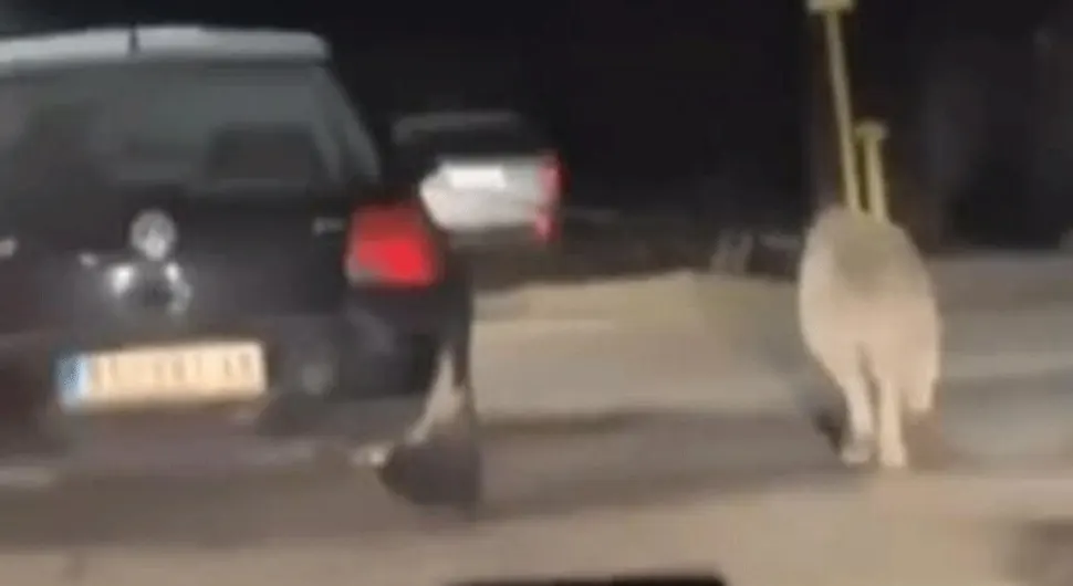 UŽAS: Psa vodi na povocu dok vozi automobil (VIDEO)