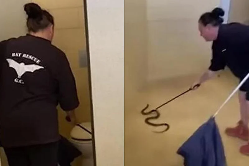 ZASRAŠUJUĆI PRIZOR: Pronađena otrovna zmija u javnom toaletu (VIDEO)