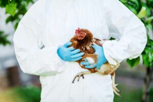 НЕМА МЈЕСТА ПАНИЦИ: На снази мјере против птичијег грипа