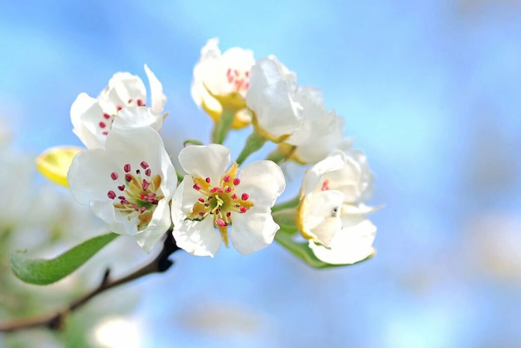 ISKUSNI AGRONOMI SAVJETUJU: Šta napraviti da vam voćke što kasnije cvjetaju