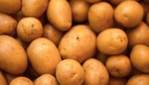 SAVJETI ISKUSNIH POLJOPRIVREDNIKA: Posadite krompir na ovaj način i imaćete najbolji rod