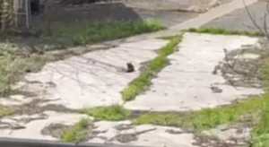 SUNCE JE NAMAMILO IZ SKLONIŠTA: Lisica odmara u dvorištu Fabrike duvana (VIDEO)