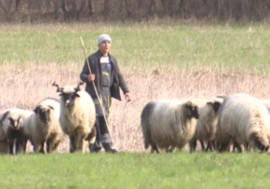 „ZA MENE NEMA ODMORA“: Mario (20) iz Kotor Varoša se od malih nogu bavi pastirskim poslom