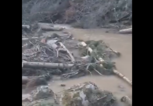 EKOCID KOD KNEŽEVA: Rijeka zatrpana trupcima i blatom (VIDEO)