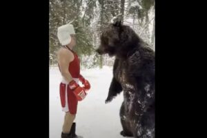 HIT SNIMAK! Bokser za sparing partnera izabrao medvjeda (VIDEO)
