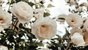 TRIK ISKUSNIH BAŠTOVANA: Ova jeftina namirnica podstiče cvjetanje ruža, biće bujnije i ljepše nego ikad