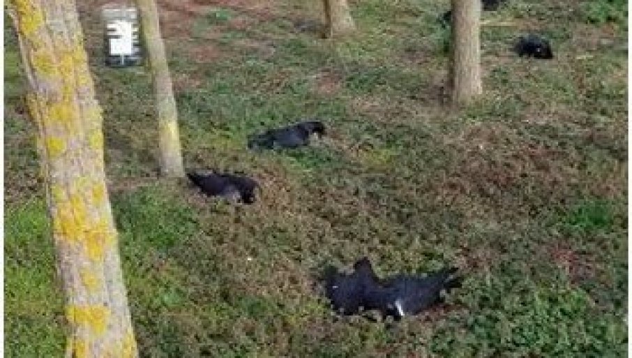 OPASAN VIRUS POTVRĐEN U ZAGREBU: Pronađene zaražene vrane