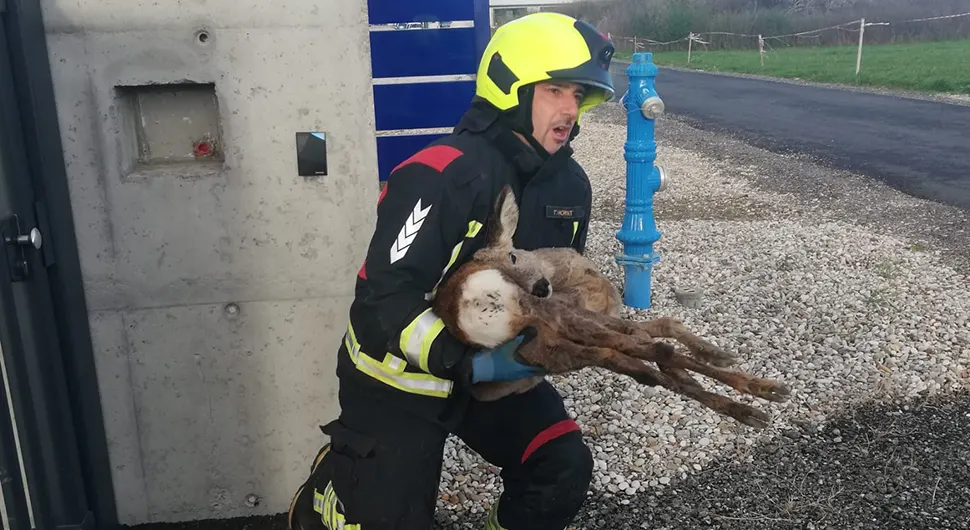NESVAKIDAŠNJA INTERVENCIJA: Vatrogasci spasili srnu koja se zaglavila u ogradi (FOTO)
