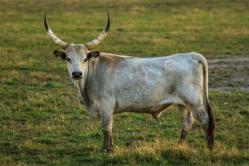 УЖАС У КОЛУМБИЈИ: Разјарени бик улетио у публику и убио два човјека