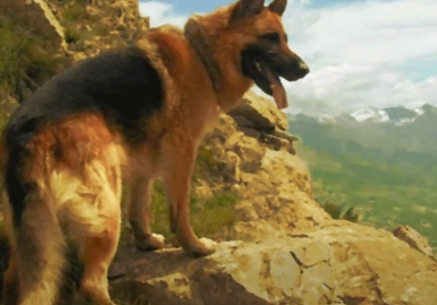 ХЕРОЈ ЛИСТЕР СА КОШАРА: Једини пас који је добио чин мајора у Србији