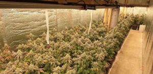AKCIJA U PRIJEDORU: Pogledajte laboratoriju marihuane koja je otkrivena u Kozaruši