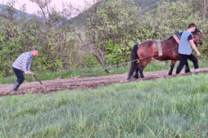 STUDIRAO U BEOGRADU, PA SE VRATIO U KRAJINU: Drvarčanin uz pomoć konja i pluga priprema sjetvu