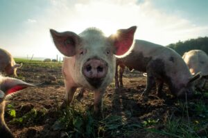 ЈЕЗИВО: Жену изуједала свиња, превезена са тешким повредама у болницу