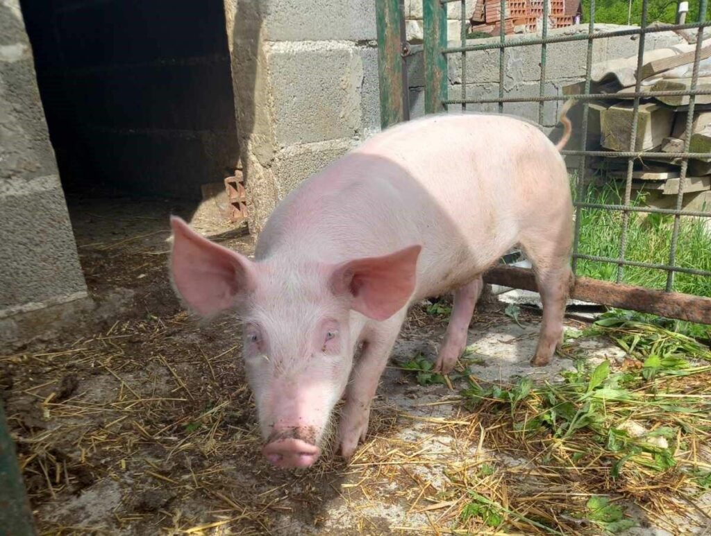 UDARI NA DŽEPOVE PRED SLAVE: Evo koliko sada koštaju prasići i jagnjad u Srpskoj