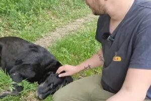 PAS SPASIO ČOVJEKA: Lijepa priča iz Prnjavora koja pokazuje koliko su životinje vezane za svoje vlasnike (VIDEO)