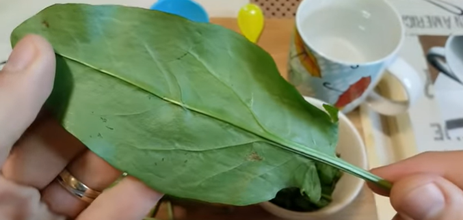 KOŠTA KAO SUVO ZLATO: Ova biljka se nekada brala na livadi, a sada se prodaje po vrtoglavim cijenama (VIDEO)