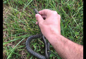 NESVAKIDAŠNJA INTERVENCIJA VATROGASACA: Izvadili zmiju iz automobila, i vratili je u prirodu (FOTO/VIDEO)
