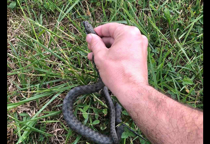 НЕСВАКИДАШЊА ИНТЕРВЕНЦИЈА ВАТРОГАСАЦА: Извадили змију из аутомобила, и вратили је у природу (ФОТО/ВИДЕО)
