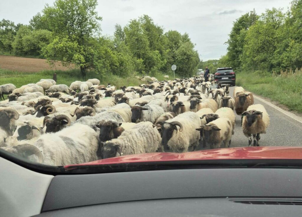 VOZAČI, BUDITE NA OPREZU: Stado ovaca blokiralo magistralni put prema Banjaluci (VIDEO)