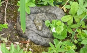 SAVJET ZLATA VRIJEDAN: Ovo privlači zmije – odmah to izbacite iz dvorišta