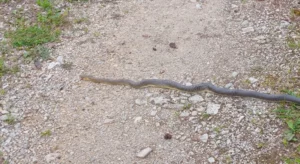 ZASTRAŠUJUĆI SUSTRET: Čovjek iz BiH naletio na zmiju dugu više od metar i po