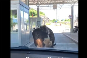 NESVAKIDAŠNJI PRIZOR: Krava blokirala granični prelaz (VIDEO)