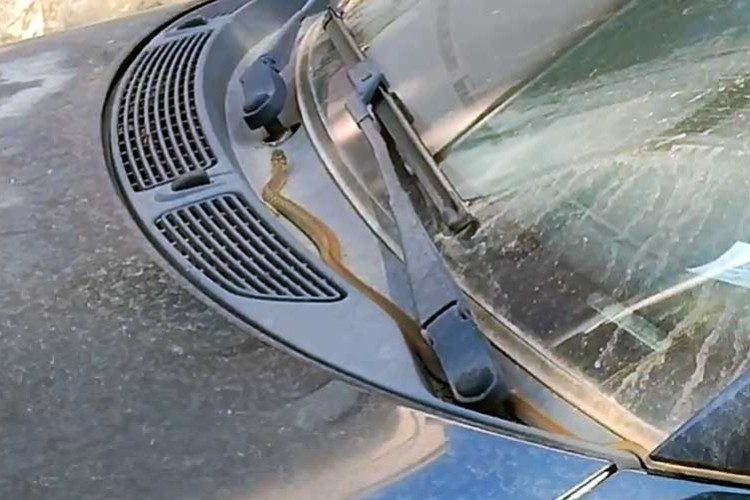 ZASTRAŠUJUĆI PRIZOR U TREBINJU: Zmija gmiže na parkiranom automobilu (VIDEO)