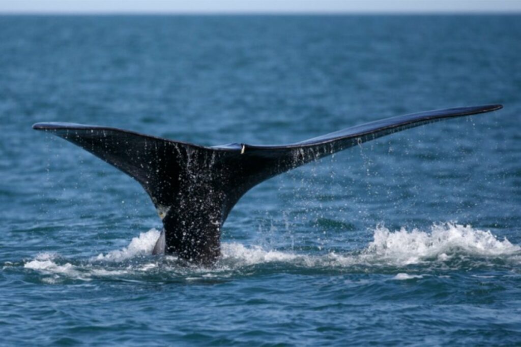 UZBUNA U HRVATSKOJ: U moru primijećen kit!